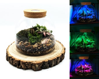 DIY Multicoloured LED Light Up Mini Dome Terrarium Kit • Colourful Closed Terrarium Kit • Closed Cork Top Terrarium