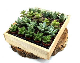 Mini mélange de succulentes • Petites plantes grasses • Sélection aléatoire • Pots de 3 cm • Plantes du désert • Plantes pour terrarium ouvert