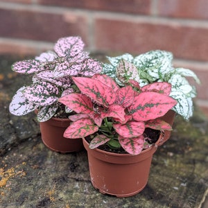 Polka Dot Plants • Hypotheses • Choice of 3 Closed Terrarium Plants • 3 Colours