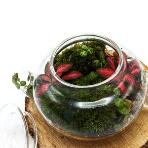 DIY Mini Teapot Terrarium Small Forest Fairy Garden Mossarium Closed Terrarium Kit Bild 5
