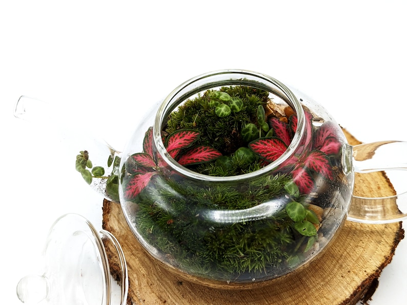 DIY Mini Teapot Terrarium Small Forest Fairy Garden Mossarium Closed Terrarium Kit image 5