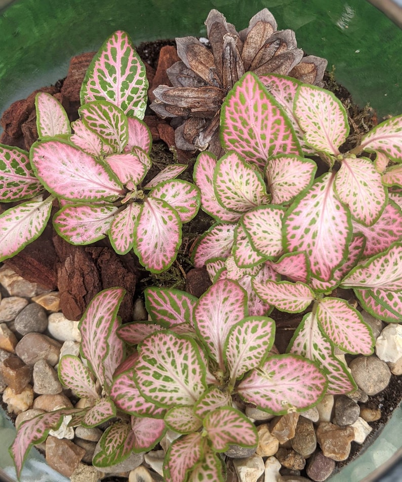 DIY Fittonia Forest Terrarium Fairy Garden Closed Etsy UK