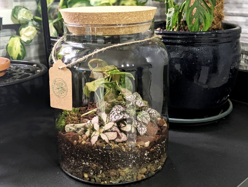 Customise Your Own DIY Closed Terrarium Beginners Cork Top Etsy