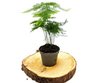 Asparagus Fern • Sprenger's asparagus • Lace Fern • 6cm Pot • Houseplant