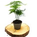 see more listings in the Terrarium Plants section