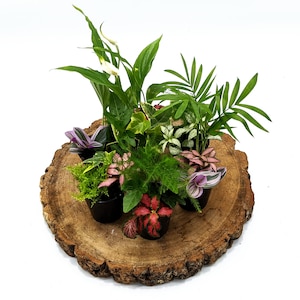 May include: A collection of small potted plants, including a peace lily, ferns, and other foliage, presented on a round, rustic wooden slice. The plants showcase a variety of green, pink, and white shades, forming a lively arrangement. The wooden base has a natural, textured look.