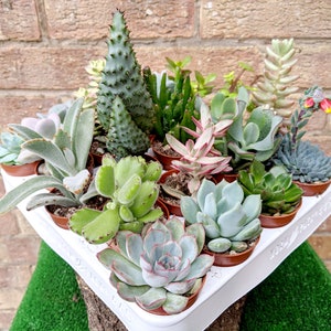 May include: A white tray filled with a variety of small succulents in brown pots. The succulents are arranged in a circular pattern and include a variety of colours and textures.
