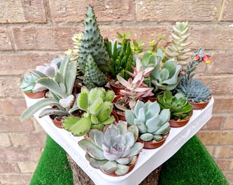 Small Succulent Plants • Random Succulents • 5cm Pots • Open Terrarium Plants