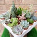 see more listings in the Terrarium Plants section