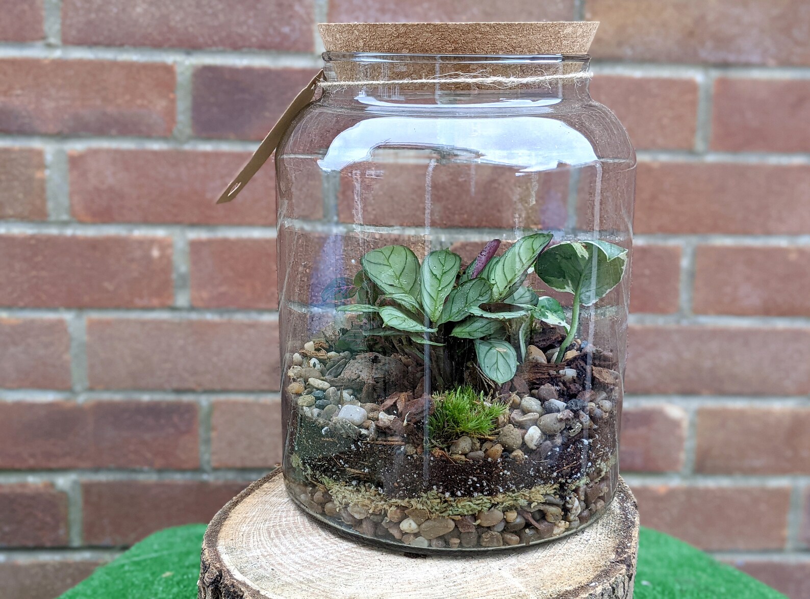 DIY Large Cork Top Closed Terrarium Beginners Closed Etsy