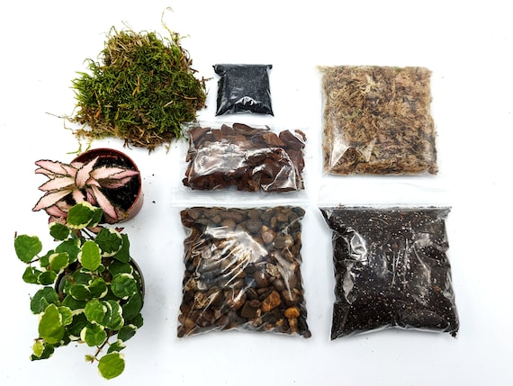 DIY Small Closed Terrarium Starter Kit With 2 Humidity Loving Plants  Included Soil, Sphagnum Moss, Charcoal, Pebbles, Bark 