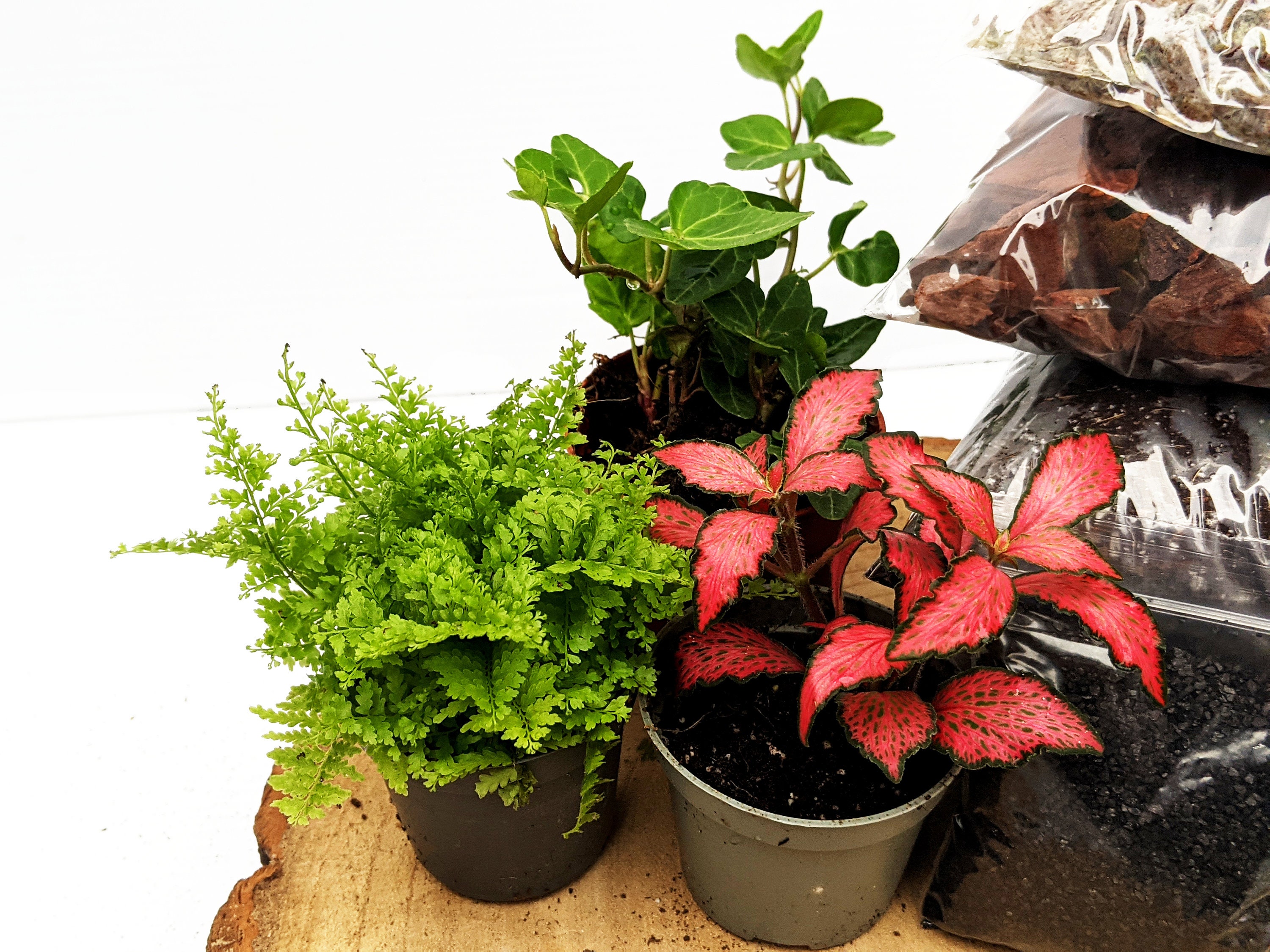 DIY Medium Closed Terrarium Starter Kit With 3 Humidity Etsy UK