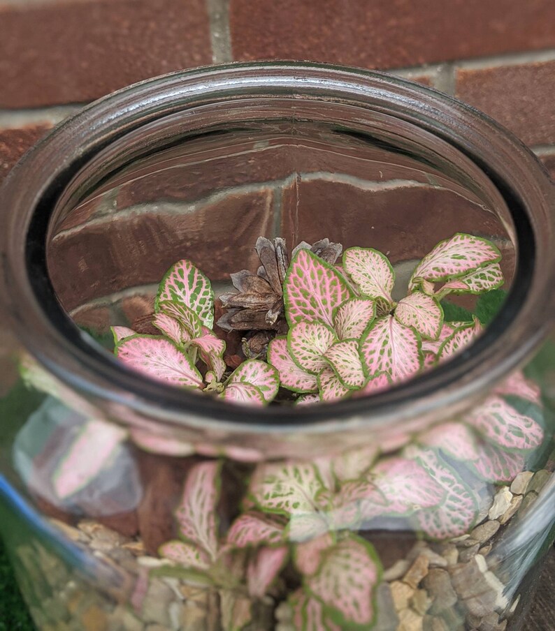 DIY Fittonia Forest Terrarium Fairy Garden Closed Etsy UK