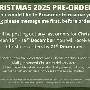 Terrario de botella cerrada DIY • Terrario de botella de vidrio cuadrada y corta • 250 ml • Plantas y vidrio incluidos imagen 2