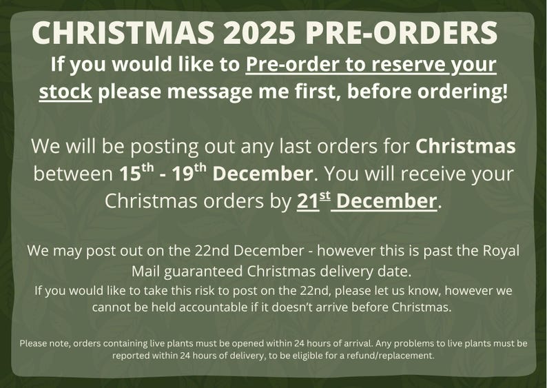 Terrario de botella cerrada DIY • Terrario de botella de vidrio cuadrada y corta • 250 ml • Plantas y vidrio incluidos imagen 2