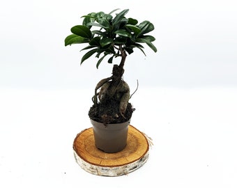 Large Bonsai Houseplant • Ficus Ginseng • 9cm Pot • Beginners Bonsai