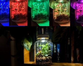 DIY LED Light Up Multicoloured Tall Terrarium Kit • Colourful Closed Terrarium Kit • Closed Cork Top Terrarium