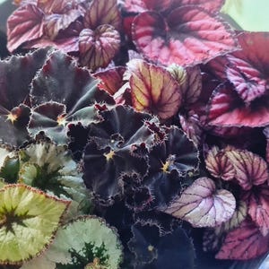 Begonia Mix • Baby Closed Terrarium Plants • Colourful Mini Begonia Houseplant • 6cm Pot