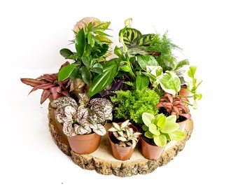 Terrarium Plants • Closed Terrarium Plants •  5cm Pots • Random Selection • Sheet or Bun Moss Optional Extra