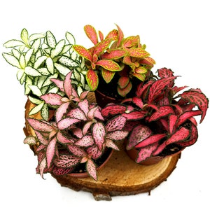 Fittonia Various Colours • Nerve Plant • Closed Terrarium Plant • Houseplant • 7cm Pot or 5cm Pot