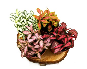 Fittonia Various Colours • Nerve Plant • Closed Terrarium Plant • Houseplant • 7cm Pot or 5cm Pot