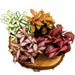 see more listings in the Terrarium Plants section