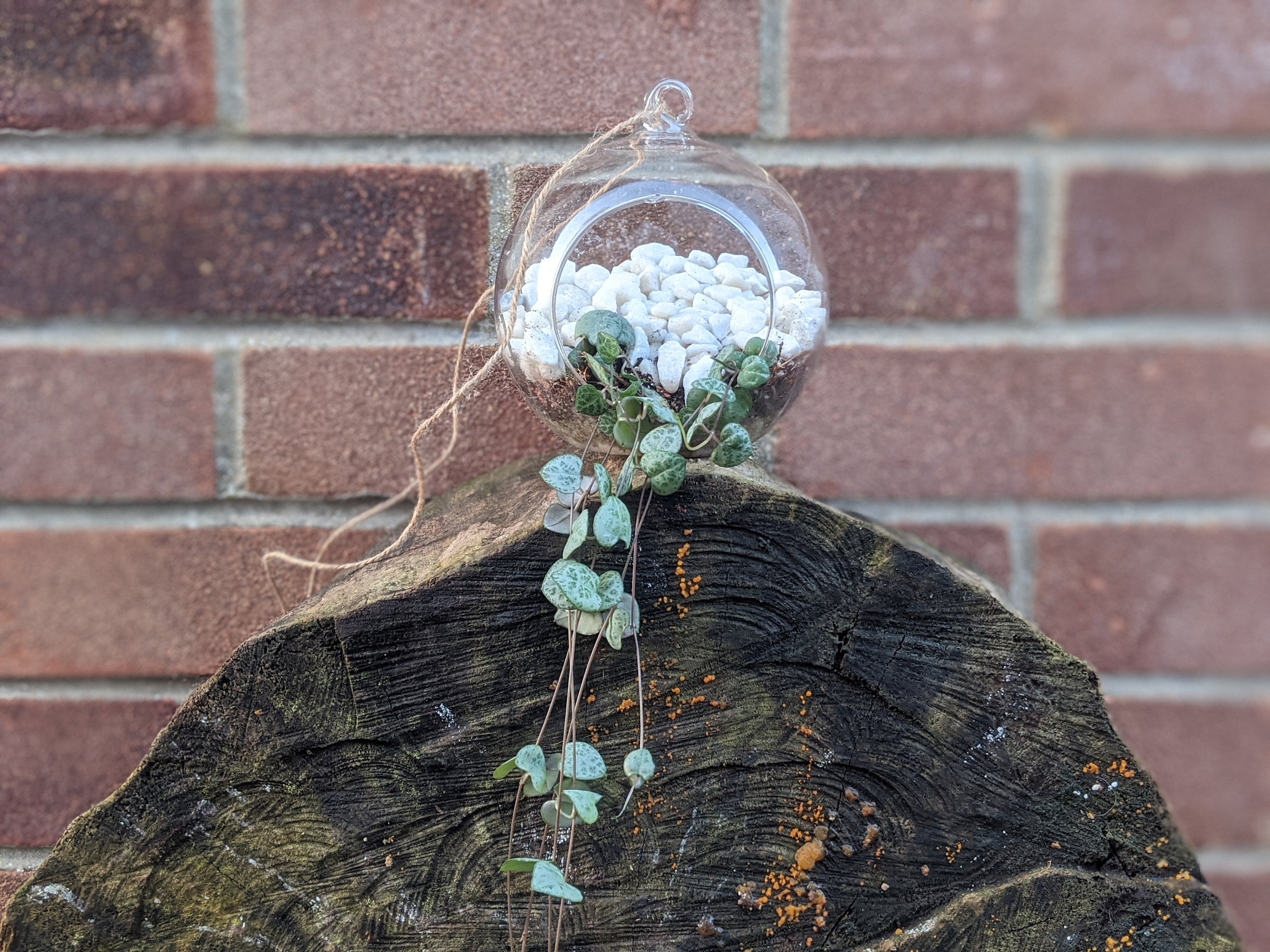 DIY String of Hearts Hanging Globe Terrarium Ceropegia Etsy