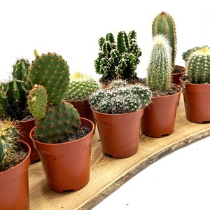 Small Cactus Plants • Random Cacti Selection • 5cm Pots • Open Terrarium Plants