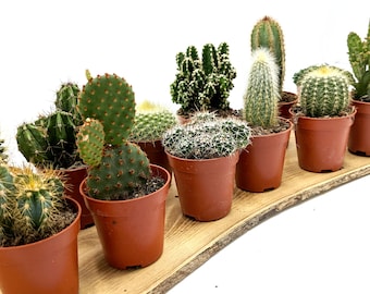 Small Cactus Plants • Random Cacti Selection • 5cm Pots • Open Terrarium Plants