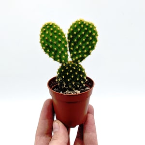 May include: A small potted cactus with two green, ear-shaped pads covered in yellow spines. The cactus sits in a brown plastic pot, held against a white background. The plant is a type of Opuntia, also known as a bunny ears cactus.