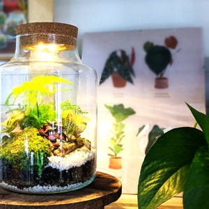 DIY Tall Light Up Closed Terrarium Beginners Closed Terrarium Kit Colourful Light Up Terrarium Kit image 1