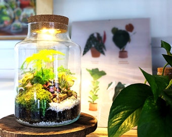 DIY Tall Light Up Closed Terrarium • Beginners Closed Terrarium Kit • Colourful Light Up Terrarium Kit