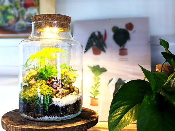 DIY Tall Light up Closed Terrarium Beginners Closed Terrarium Kit Colourful  Light up Terrarium Kit 