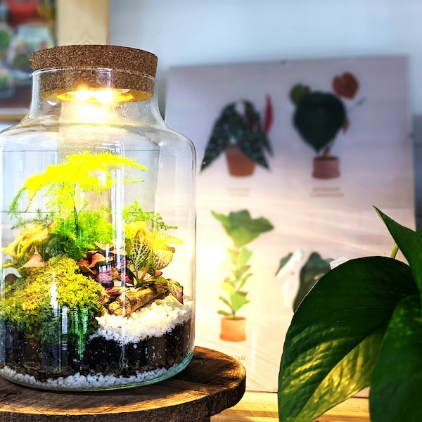 DIY Tall Light Up Closed Terrarium • Beginners Closed Terrarium Kit • Colourful Light Up Terrarium Kit