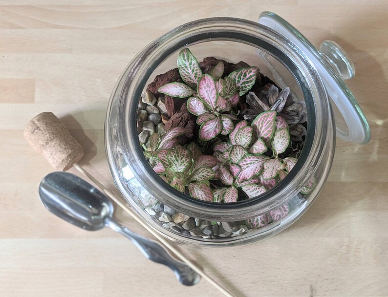 DIY Fittonia Forest Terrarium Fairy Garden Closed Etsy UK
