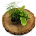 Fern Lovers Mix • 3 Random Ferns • Closed Terrarium Plants • 5.5-7cm ...
