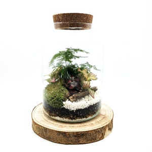 May include: A clear glass jar with a cork lid, containing a small terrarium with green moss, white pebbles, and various small plants. The jar is sitting on a wooden base.