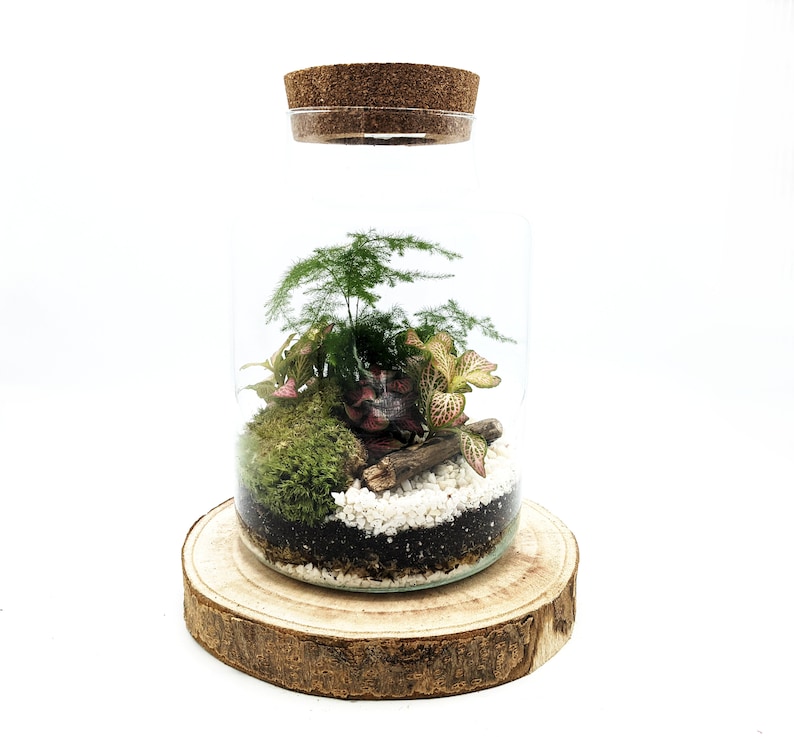 May include: A clear glass jar with a cork lid, containing a small terrarium with green moss, white pebbles, and various small plants. The jar is sitting on a wooden base.