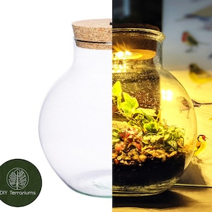 Peut inclure: Un terrarium en verre transparent avec un couvercle en li&egrave;ge. Le terrarium est rempli de petites plantes et de pierres. Le terrarium est &eacute;clair&eacute; de l'int&eacute;rieur par des lumi&egrave;res LED blanc chaud. Le terrarium est pos&eacute; sur une surface en bois.
