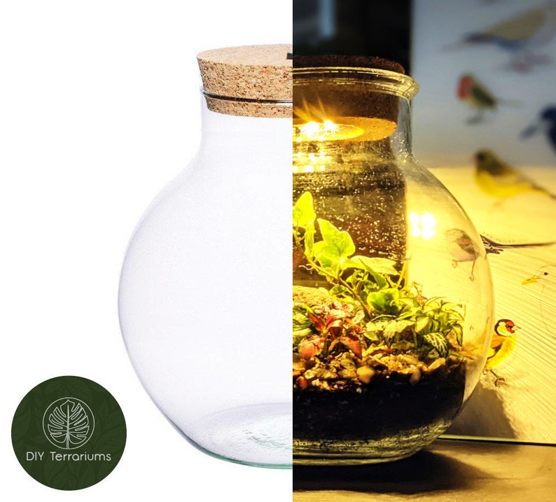 Peut inclure: Un terrarium en verre transparent avec un couvercle en li&egrave;ge. Le terrarium est rempli de petites plantes et de pierres. Le terrarium est &eacute;clair&eacute; de l'int&eacute;rieur par des lumi&egrave;res LED blanc chaud. Le terrarium est pos&eacute; sur une surface en bois.