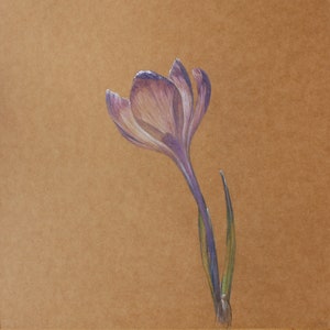 Fleur de crocus. photo aux crayons de couleur sur carton kraft.