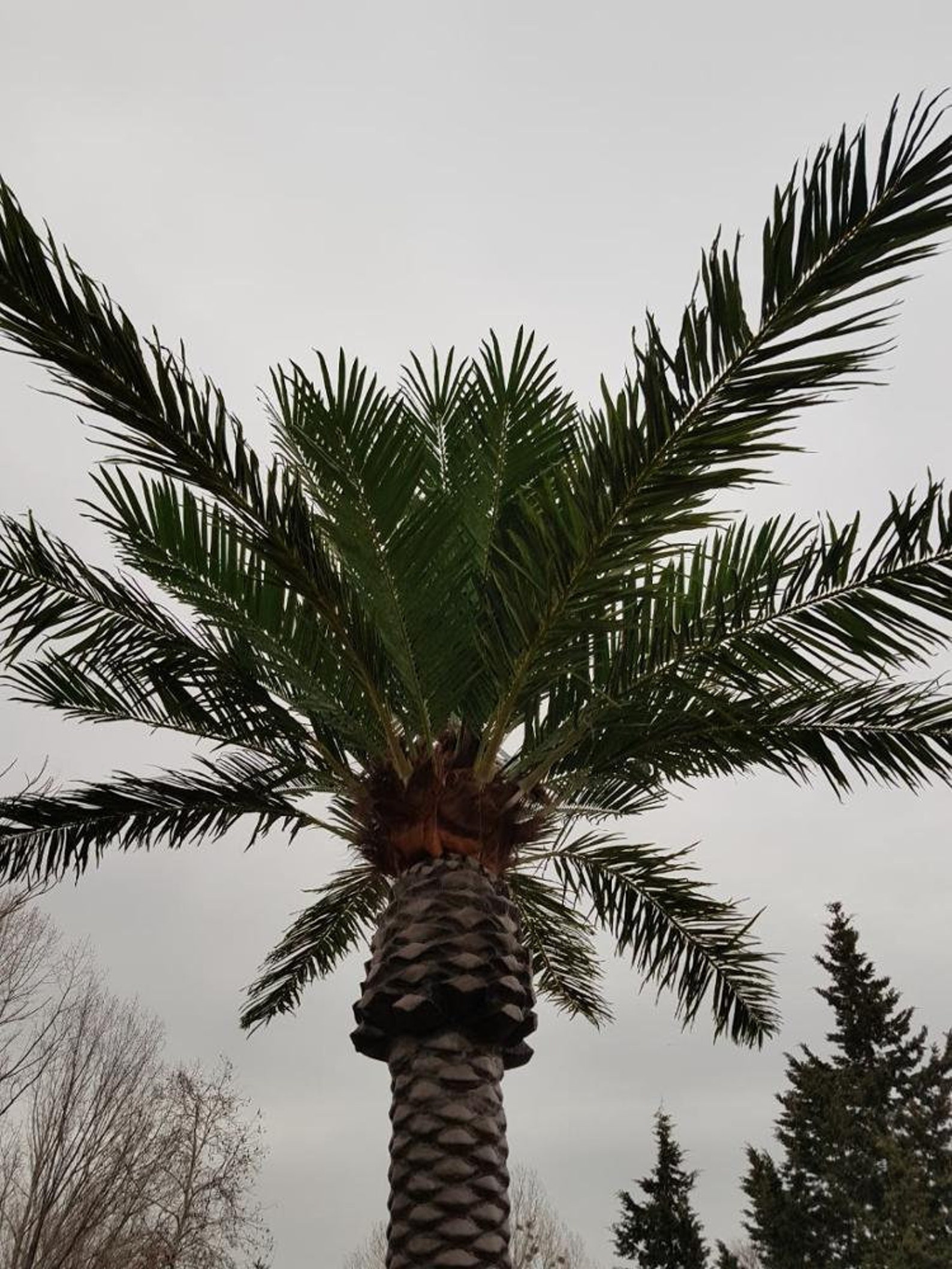 Manufacturer Large Outdoor Decorative Palm Tree 7m Exotic Etsy