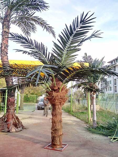 how to plant a palm tree outside