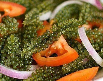 Lato or Seagrapes Seaweed Preserves with Seasalt. Listed price per bottle 8.11 oz Barrio Fiesta , Puregold or other brand. Expires 10.27.23