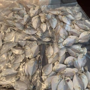 Op de afbeelding: Verschillende doorzichtige plastic zakken gevuld met gedroogde vis. De vissen zijn klein, zilverkleurig en hebben een afgeplatte, ovale vorm. De zakken zijn gedeeltelijk open en tonen de inhoud. De vissen zijn dicht opeengepakt in de zakken.