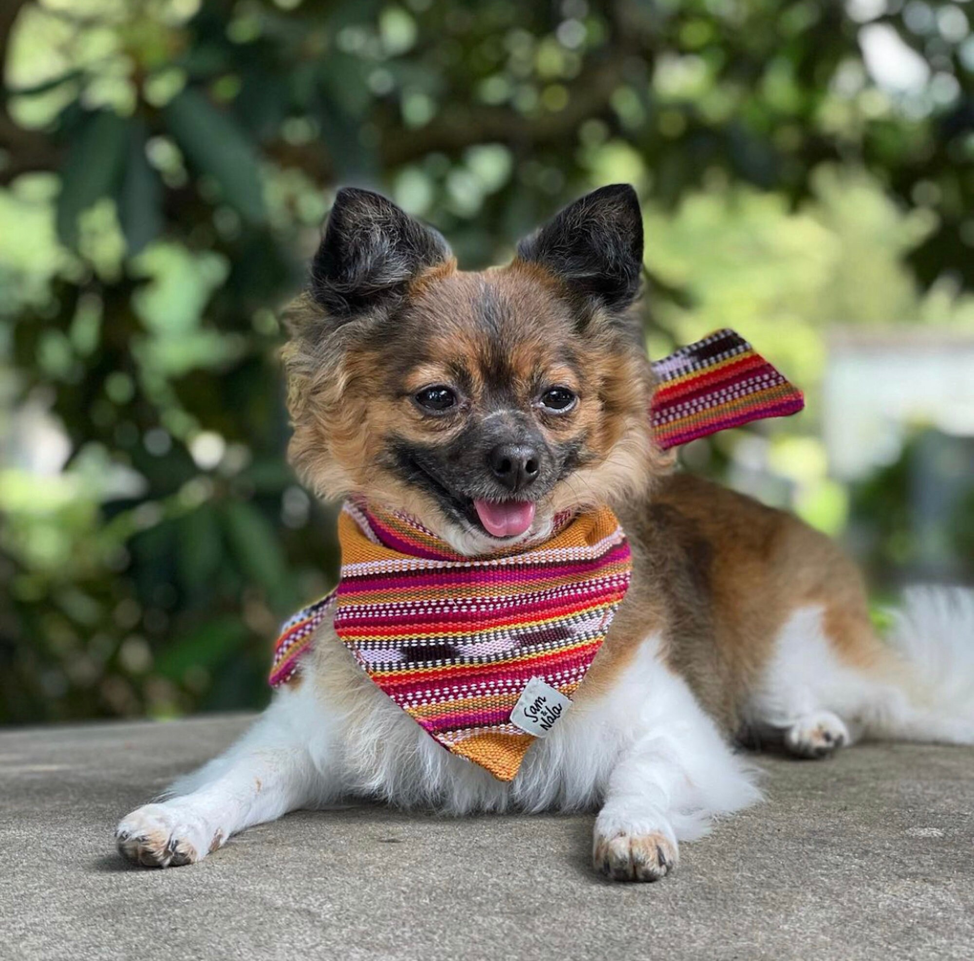 Orange Dog Bandana Adventure Dog Bandana Camping Dog Etsy