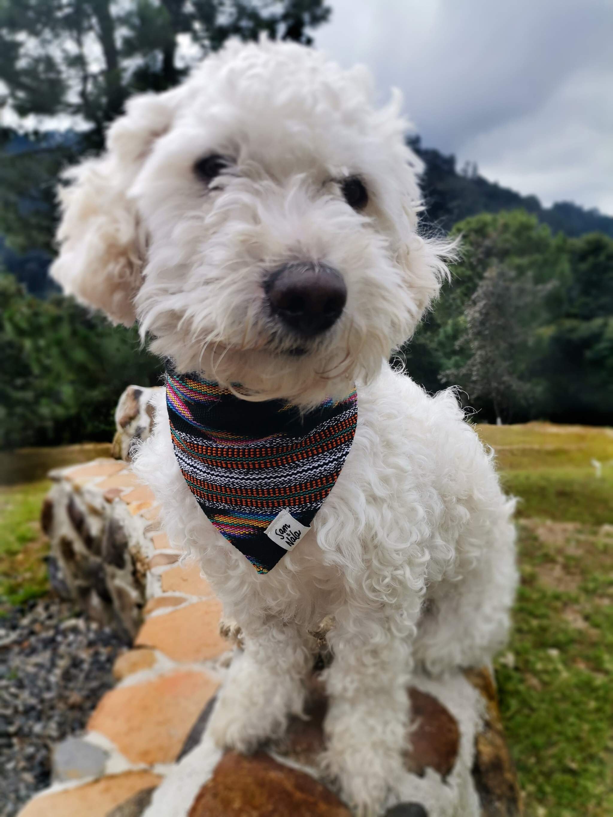 Über dem Kragen Azteken Hund Bandana Welpen Bandana Etsy