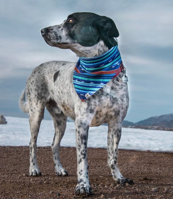 Boy dog accessories hot sale