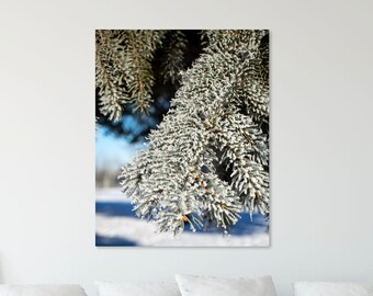 Pine Needle During Winter Close Up - Canada - Unframed Photography Print - Poster - Wall Print - Wall Décor