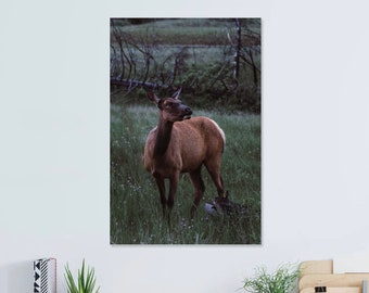 Caribou in Jasper National Park - Canada - Unframed Photography Print - Poster - Wall Print - Wall Décor